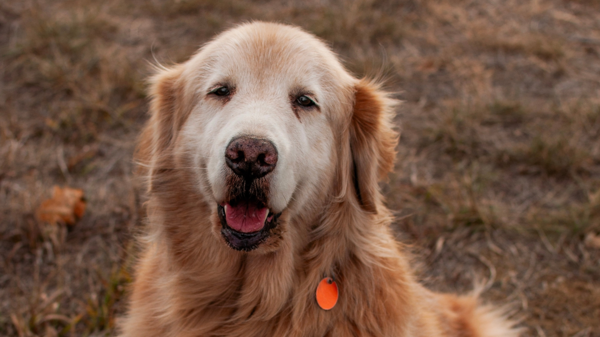 Mom's Final 'Pup Cup Date' with Golden Retriever Is Making People Sob