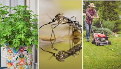 Bite Back: 7 Affordable Ways To Rid Your Yard of Mosquitoes Naturally