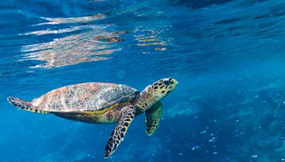 Paddleboarders Swoon Over Adorable Tiny Sea Turtle Swimming Out to Sea in Florida