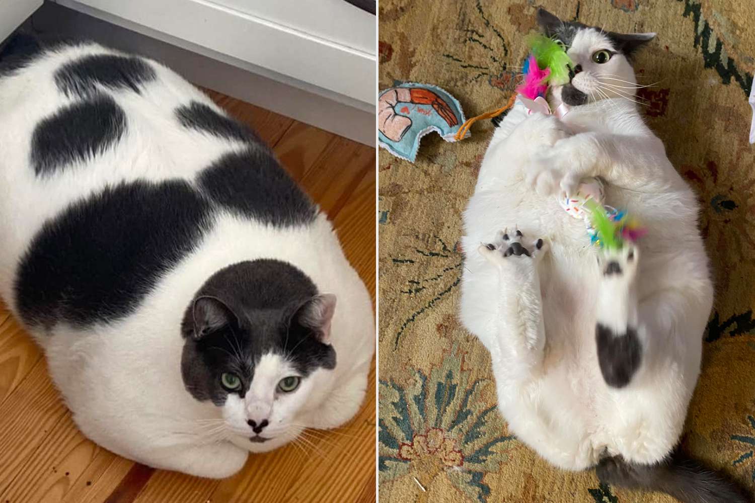 40-Lb. Rescue Cat Patches Down 15 Pounds One Year After His Adoption – See the Transformation! (Exclusive)