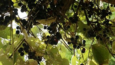 Can you eat Texas wild grapes? Sure, go wild. Here are the types that grow in the state.