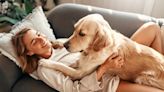 Moment "big baby" dog Is comforted by mom after accidentally getting hurt