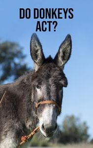 Do Donkeys Act?