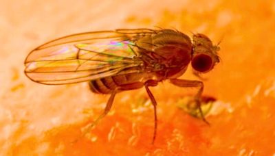 Get rid of fruit flies in 5 minutes with natural and effective homemade trap