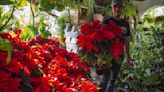Viveros de Querétaro ya tienen en venta la flor de Nochebuena