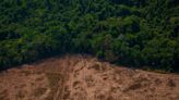 Brazilian cattle rancher ordered to pay $50m compensation for illegally deforesting areas of the Amazon