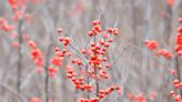 Best Native Plants For Winter Interest In The Garden