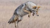 Commentary: Opposed to end of year-round coyote hunting on public land in Michigan - Outdoor News