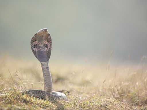 社子島傳「大量蛇被野放」掀恐慌 居民崩潰：一隻眼鏡蛇跑來我家作客 - 鏡週刊 Mirror Media