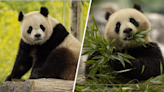 Bao Li y Qing Bao: dos pandas regresarán al Zoológico Nacional de DC desde China