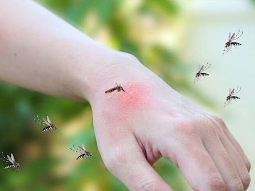 健康網》端午蟲蟲危機！5蚊蟲「牠」恐釀休克 防護很簡單 - 自由健康網