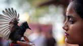 AP PHOTOS: Crowds in India's northeast cheer bird and buffalo fights, back after 9-year ban