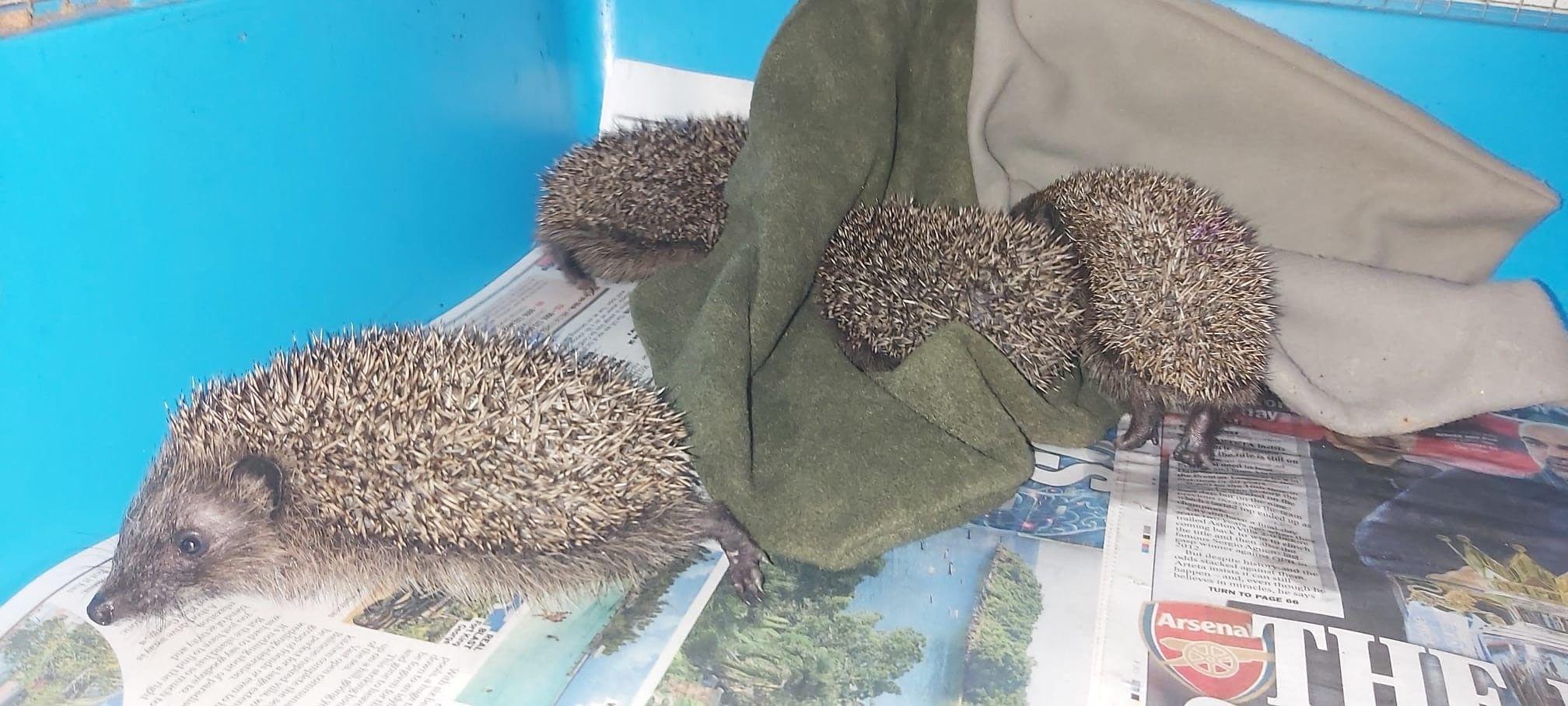 Community steps in to rescue orphaned hoglets