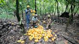 Takeaways on AP's investigation into cocoa coming from a protected Nigerian rainforest
