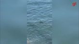 Estudante flagra pinguim 'curtindo' o mar no litoral de SP; VÍDEO