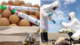 Bird flu pandemic could be ‘100 times worse’ than COVID, scientists warn