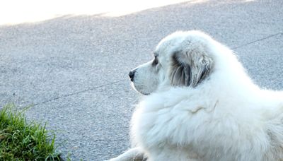 Kind Stranger Helps Mom with Stubborn Great Pyrenees Who Didn't Want To Go Home