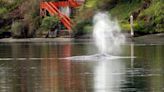 Gray whale that was seen around Dyes Inlet in spring likely died from malnutrition