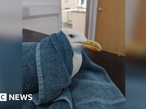 Gull trapped in hair extensions rescued from TV aerial