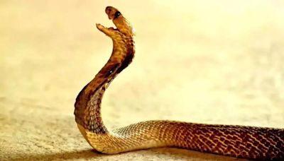 30-40 Lakh People Get Bitten By Snakes Every Year In India, 50,000 Die: BJP MP In Lok Sabha