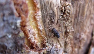 How much did pine beetles stoke conditions for the Jasper wildfire? | Globalnews.ca