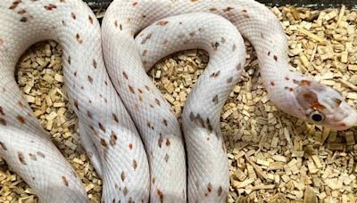 Man Busted by Airport Security After Trying to Board Flight With Snakes Shoved Somewhere Intimate