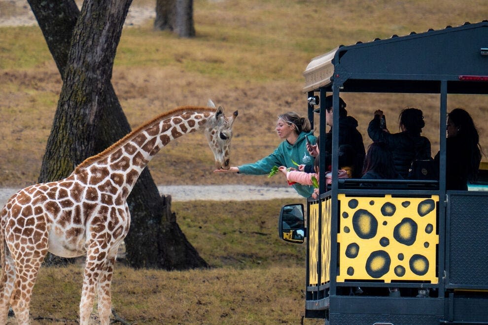 'My heart stopped': Watch as giraffe picks up Texas toddler during trip to wildlife center