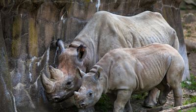 'Dose of dirt': Cincinnati Zoo researchers debunk myth of rhino horns' medicinal value