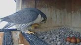 Why 4 falcon eggs have a new home, and a new mother, on a Montreal bridge