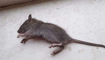 Stockport residents share horror stories as rats terrorise flats