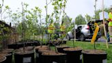State forestry program purges hundreds of Callery pear trees