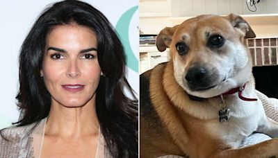 Angie Harmon Opens Up About the 'Unfathomable' Pain of Losing Her Dog After He Was Shot by Instacart Driver (Exclusive)