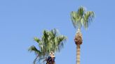 Large palm tree falls, kills man walking in Highline Park in south Phoenix
