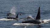Killer whale rams fisherman’s boat in UK waters during latest Orca attack