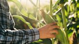 FLOC implementa pautas de protección contra el calor para trabajadores agrícolas en Carolina del Norte - La Noticia
