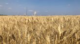 Crop tour forecasts record wheat yields in parts of North Dakota - AGCanada