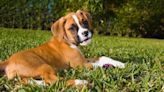 How much is that boxer puppy online? Beware of puppy scams that can ruin your Christmas