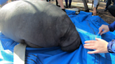 5 manatees rescued as orphans get released in Florida waters at Blue Spring State Park