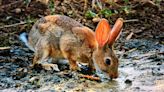 Investigadores revelam como coelhos domésticos sobrevivem no meio selvagem