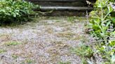 Remove weeds from gravel with expert’s best home remedy - not like vinegar