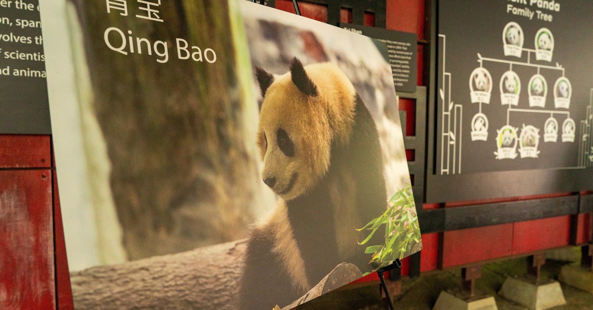 China to send two young giant pandas to Washington later this year