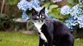 Deter cats from garden with natural remedy that will also fertilise your plants