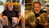 Arnold Schwarzenegger Playing With His Mini Donkey, Pony and Piglet Is Pure Joy