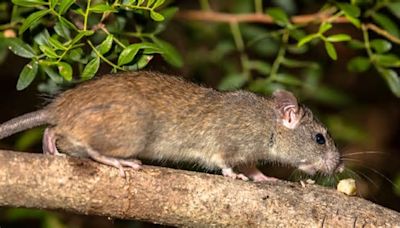 Ratones de isla en Sudáfrica se reproducen sin control y se comen las aves