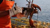 The Maine lobster issue demonstrates just how tricky sustainability is