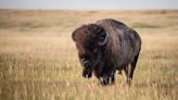 Woman gored by bison in Yellowstone National Park