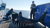 2 great white sharks, including huge 1,600-pound male, ping off Amelia Island, St. Augustine