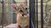 Vote to name rescued mountain lion cubs raises nearly $20,000 for Scottsdale sanctuary