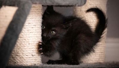 Brave Kitten Saves His Siblings Single-Handedly in Canada