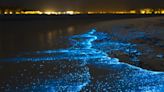 Bioluminescence in BC: How to see the ocean sparkle this summer | Curated